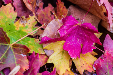 autumn leaves on ground