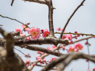 ピンクの梅の花