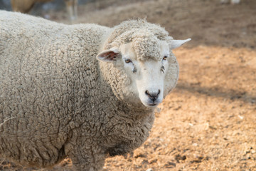 Obraz premium Sheep in nature on meadow. Farming outdoor.