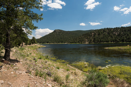 Quemado Lake, N.M. north shoreline tree.