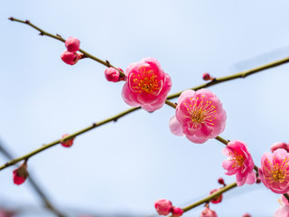 Fototapeta na wymiar ピンクの梅の花