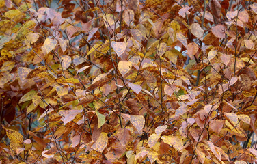 Background of Gold Ginkgo Leaves in Autumn