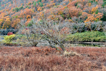 Autumn view of water reservoir of Aono dam in Sanda city, Hyogo prefecture, Japan