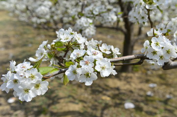 Pear flower in full bloom in spring