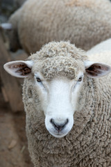 Sheep in nature on meadow. Farming outdoor.