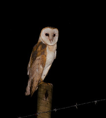 American barn owl in the farm fance, on a rainy night.The American barn owl is native to North and South America