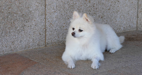 White pomeranian dog sit on the street