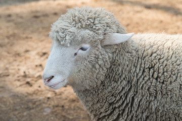 Sheep in nature on meadow. Farming outdoor.