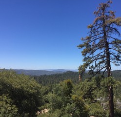 Views from mountain large tree clear sky