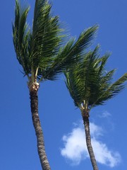 Windy day with palm tree fronds blowing upward