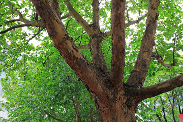 Platanus orientalis branch