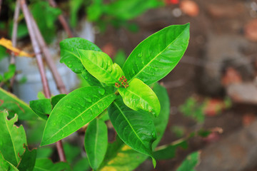 green plant in the garden