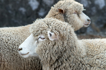 Sheep in nature on meadow. Farming outdoor.