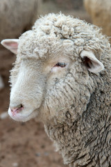 Sheep in nature on meadow. Farming outdoor.