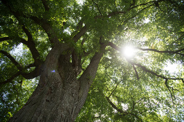 Fototapeta premium Sunlight shining through giant tree canopy with trunk in foreground