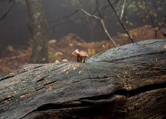 Obraz premium mushrooms in the palm forest