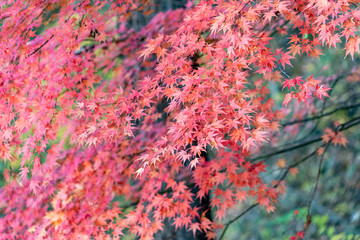 Maple leaves are turned red in Yamaguchi prefecture, JAPAN.