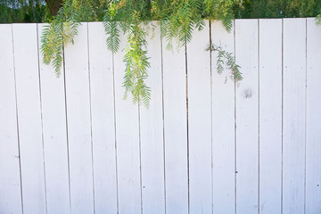 Greenery growing over white distressed fence