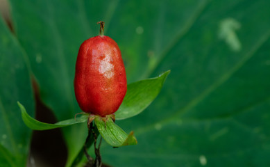 Seed of Trillium Wildflower