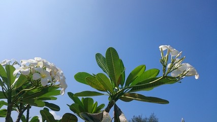 white plumeria flowers on blue sky