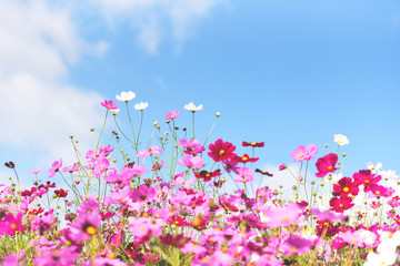 colorful pink flowers cosmos in the garden on fresh bright blue sky background - beautiful cosmos flower in nature
