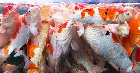 Crowd of carp fish in aquarium for feeding. 