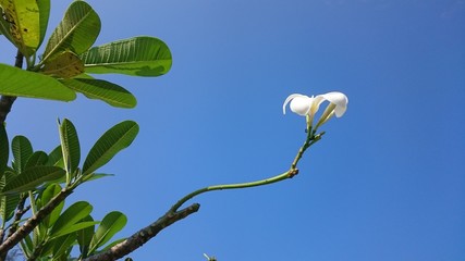 white plumeria flowers on blue sky