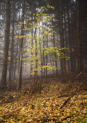  Yellow trees in the forest