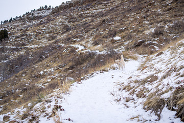 Fototapeta na wymiar Colorado Traildog on North Table Mountain in Winter #2