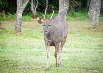red deer walking - male horned deer in the national park