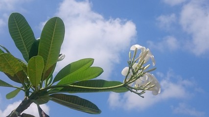 white plumeria flowers on blue sky