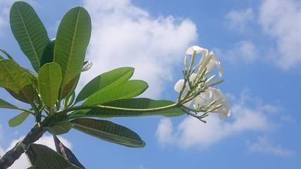 white plumeria flowers on blue sky