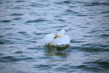 屈斜路湖の白鳥