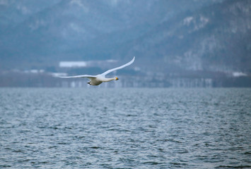 屈斜路湖の白鳥
