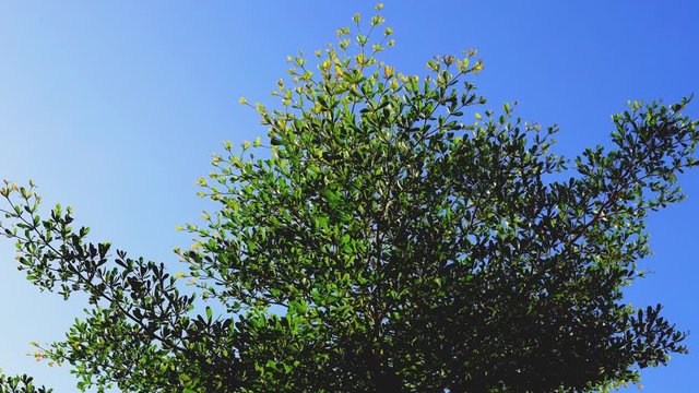 Timelapse leaves of Black Afara tree in the wind, Leaves of Terminalia ivorensis Chev tree in the wind. With clear sky background.