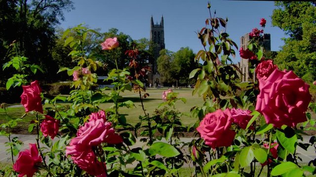 Roses in bloom in front of Duke Chapel in Durham, NC