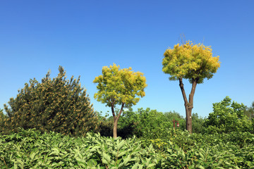 Fototapeta premium Botanical Garden View
