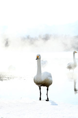 屈斜路湖の白鳥