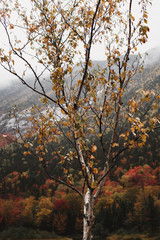 Naklejka premium Fall Tree