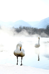 屈斜路湖の白鳥