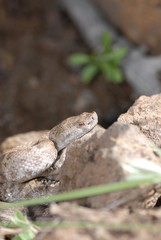 Crotalus willardi obscurus