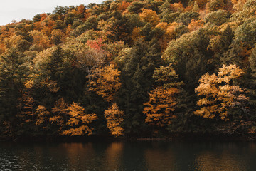 autumn leaves reflecting in water