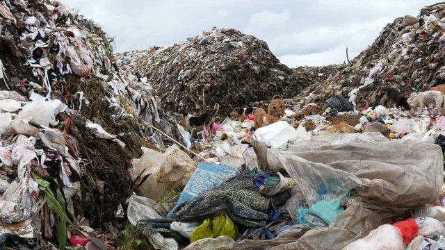 The pollution of the environment by plastic and garbage. Pollution of garbage increases. Garbage is dumped in open or freely available places or forest.