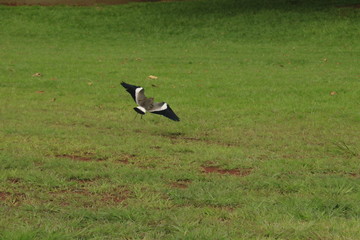 stork in flight