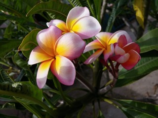 Tropical flowers