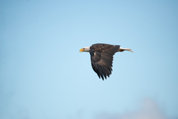bald eagle in the sky