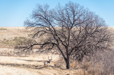 Plakat Deer in Field #1