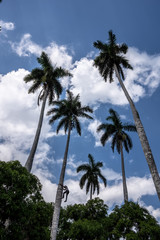 Fototapeta na wymiar climbing coconut trees to harvest coconuts.