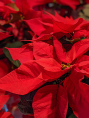 Closeup of a Poinsettia plant. The bright red plants are used in the winter holiday season.