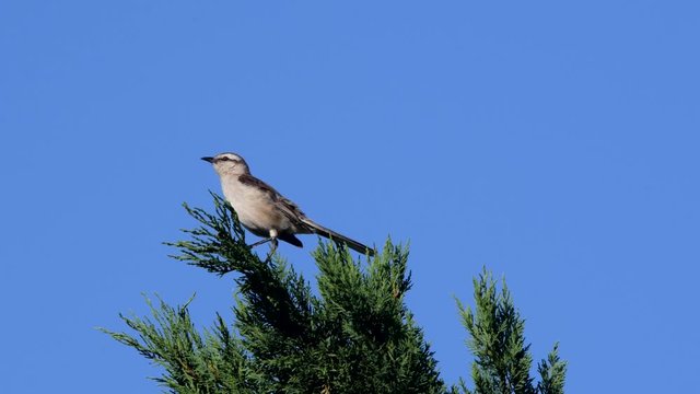 Chalk-browed mockingbird (Mimus saturninus) looking to the left, perched on top of a tree on a windy day.